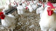 Korité 2022 : risque de pénurie de poulets à Diourbel