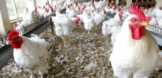 Korité 2022 : risque de pénurie de poulets à Diourbel