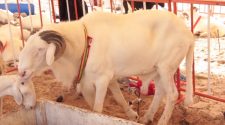 Tabaski 2022: 810 000 moutons pour le bon déroulement de la fête